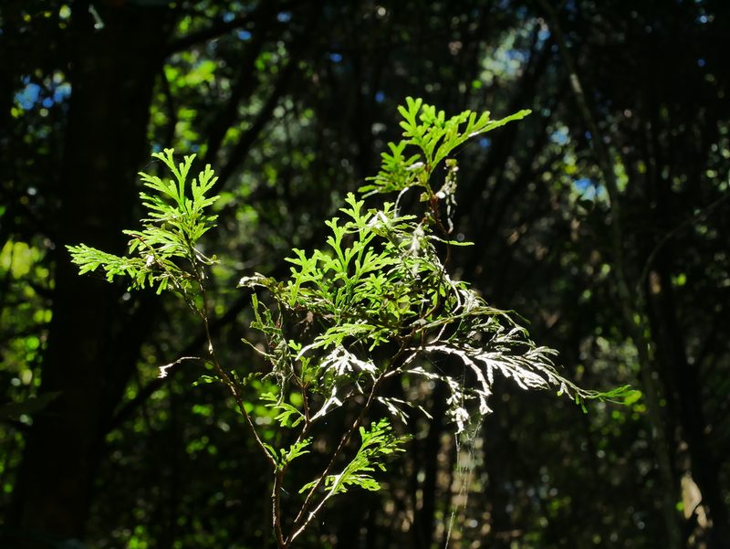 Calocedrus formosana, photographed by Jacy Chen