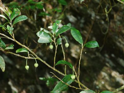 Adinandra formosana, photographed by Jacy Chen