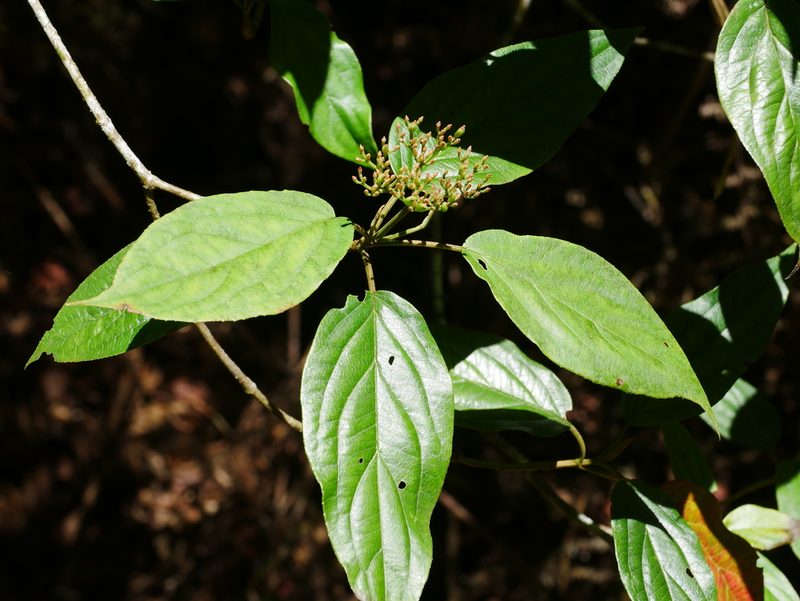 Viburnum urceolatum, photographed by Jacy Chen