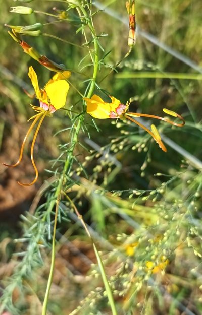Cleome angustifolia, photographed by Noeleen du Toit