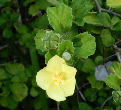 Pavonia praemorsa, photographed by Henry de Lange