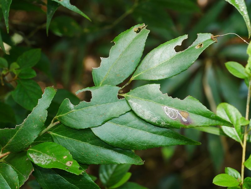 Vaccinium randaiense, photographed by Jacy Chen