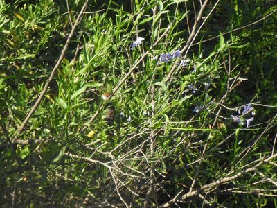Solanum amygdalifolium, photographed by Eduardo Luis Beltrocco