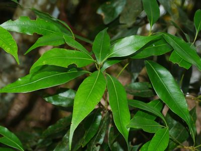 Lithocarpus nantoensis, photographed by Jacy Chen
