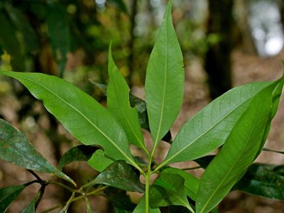 Lithocarpus nantoensis, photographed by Jacy Chen