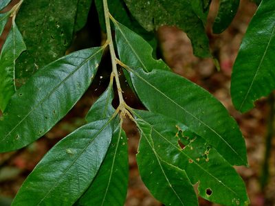 Lithocarpus amygdalifolius, photographed by Jacy Chen