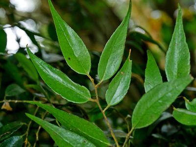 Vaccinium kengii, photographed by Jacy Chen