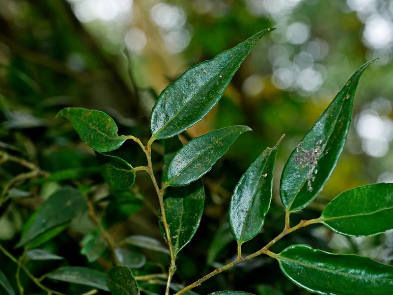 Vaccinium kengii, photographed by Jacy Chen