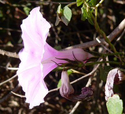 Ipomoea ficifolia, photographed by Henry de Lange
