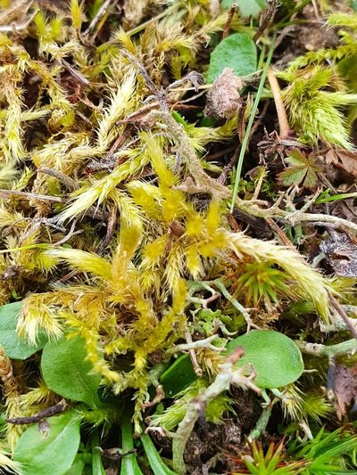 Brachythecium glareosum, photographed by Jonathan Hughes