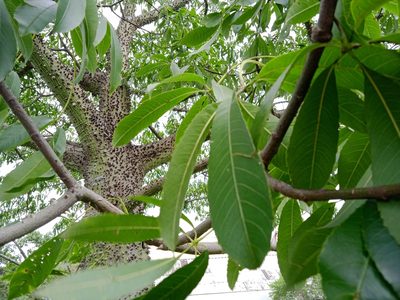 Ceiba speciosa, photographed by Otto Heringer