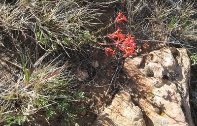 Ipomopsis arizonica, photographed by John Brew