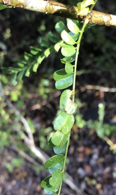 Pictetia aculeata, photographed by Brooke Smith