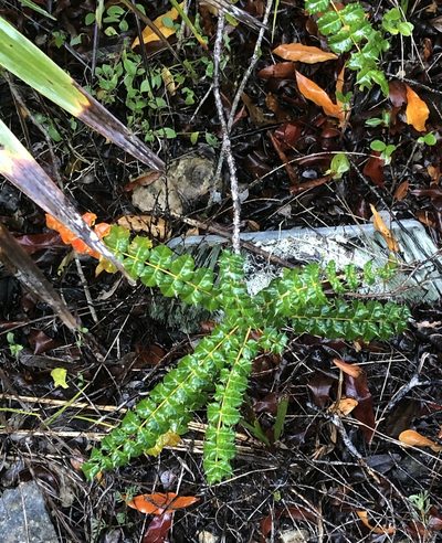Comocladia dodonaea, photographed by Brooke Smith