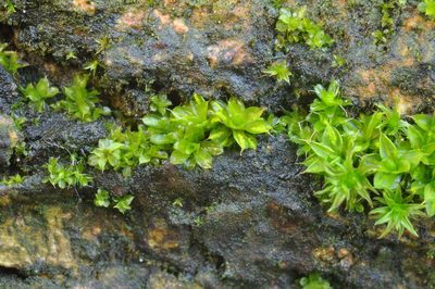 Syntrichia latifolia, photographed by Wouter Van Landuyt