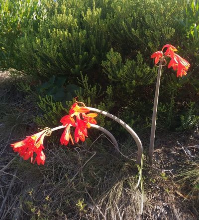 Cyrtanthus fergusoniae, photographed by kevin koen