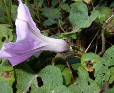 Ipomoea ficifolia, photographed by Henry de Lange