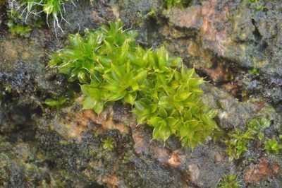 Syntrichia papillosa, photographed by Wouter Van Landuyt