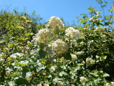 Physocarpus malvaceus, photographed by Matt Lavin