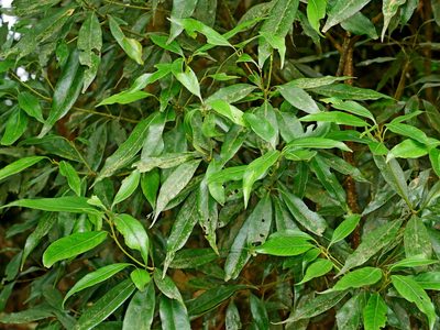Lithocarpus nantoensis, photographed by Jacy Chen