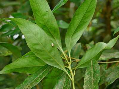 Lithocarpus nantoensis, photographed by Jacy Chen