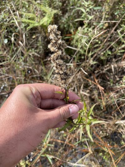 Solidago virgata, photographed by Brandon Corder