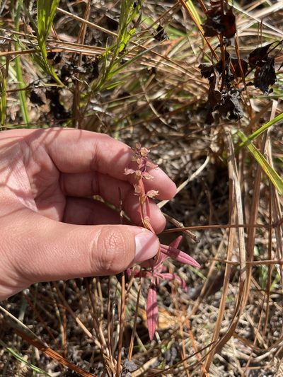 Dicerandra densiflora, photographed by Brandon Corder
