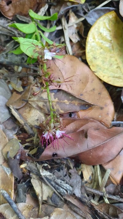 Hirtella paniculata, photographed by Guillaume Delaitre