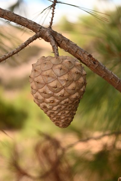 Pinus praetermissa, photographed by Dante S. Figueroa