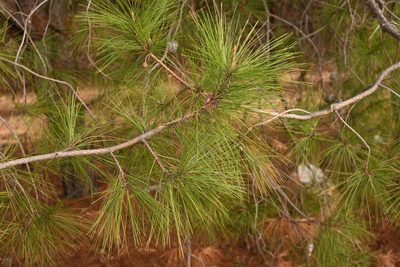 Pinus praetermissa, photographed by Dante S. Figueroa
