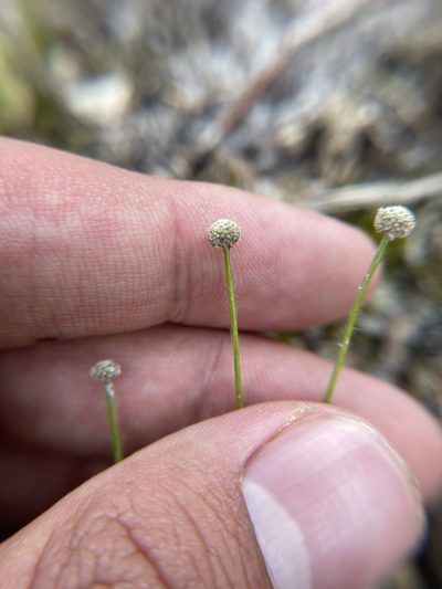 Paepalanthus beyrichianus, photographed by Brandon Corder