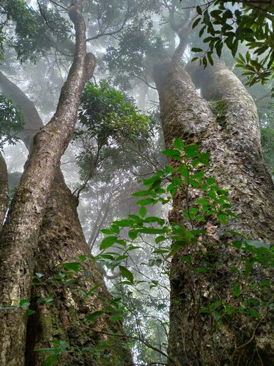 Lithocarpus nantoensis, photographed by Jacy Chen