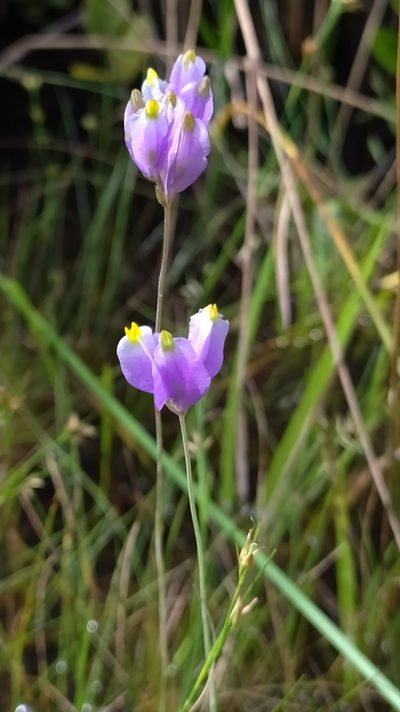 Burmannia bicolor, photographed by Guillaume Delaitre