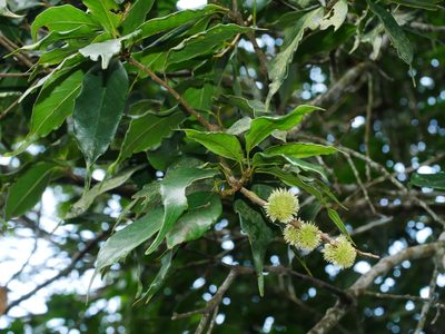 Castanopsis kawakamii, photographed by Jacy Chen