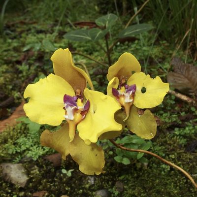 Cyrtochilum macranthum, photographed by Sue Carnahan