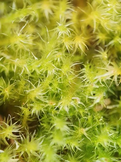Campylium protensum, photographed by Jonathan Hughes