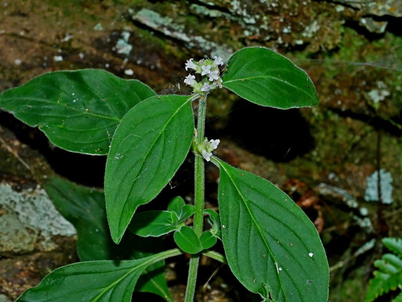 Hedyotis uncinella, photographed by Jacy Chen