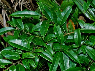 Ilex pedunculosa, photographed by Jacy Chen