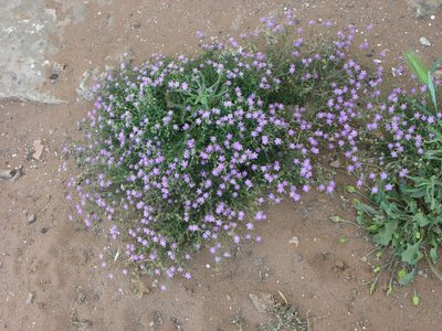 Spergularia fimbriata, photographed by Oleg Kosterin