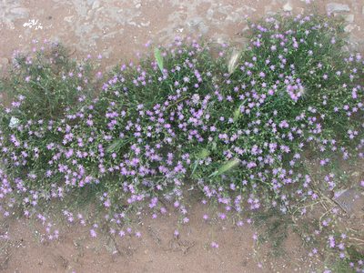 Spergularia fimbriata, photographed by Oleg Kosterin