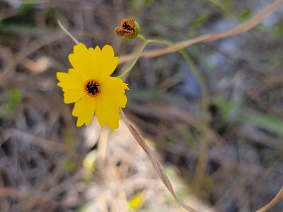 Coreopsis leavenworthii, photographed by Theo Summer