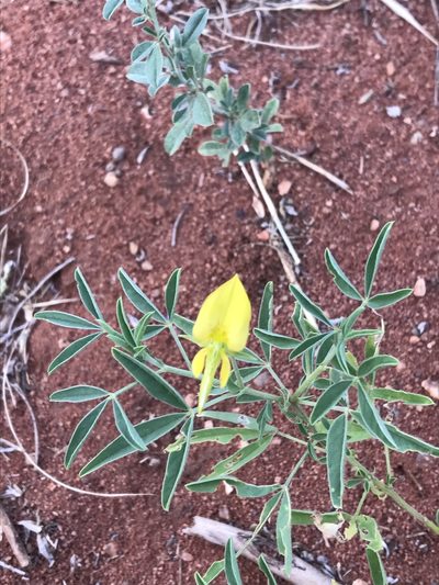 Crotalaria damarensis, photographed by rosshawkins