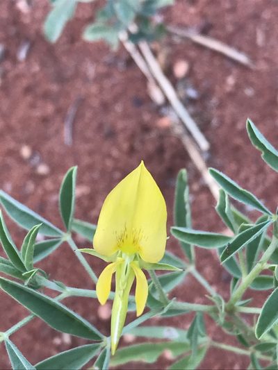 Crotalaria damarensis, photographed by rosshawkins