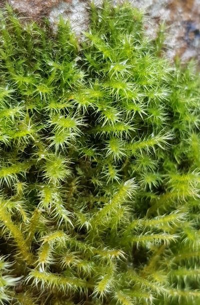 Campylium protensum, photographed by Helen Waterman