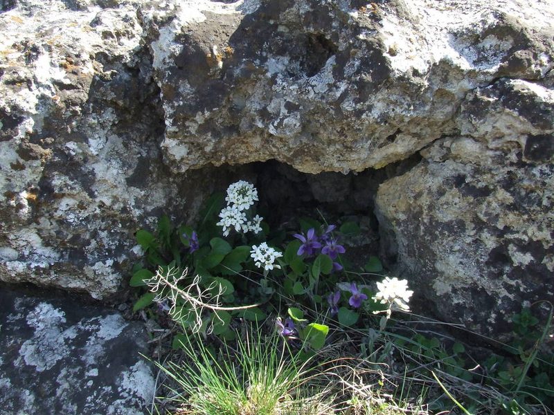 Noccaea praecox, photographed by Galyna Mykytynets