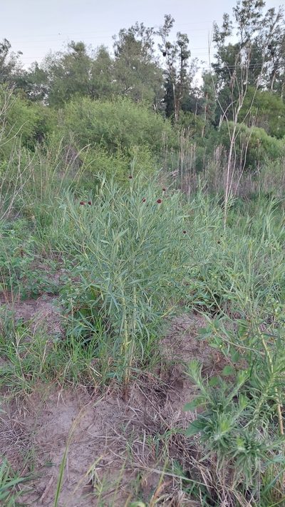 Porophyllum lanceolatum, photographed by Tomás Tamagno