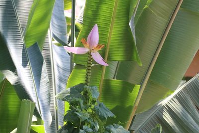 Musa ornata, photographed by scaup