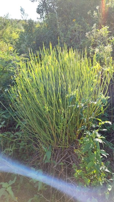 Baccharis penningtonii, photographed by Tomás Tamagno