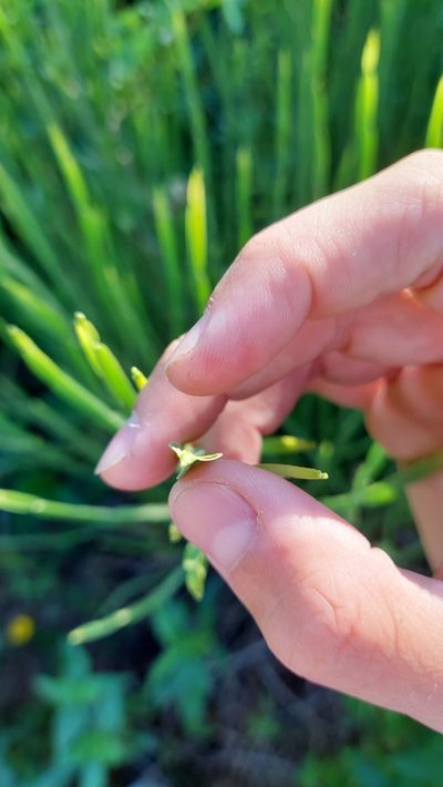 Baccharis penningtonii, photographed by Tomás Tamagno