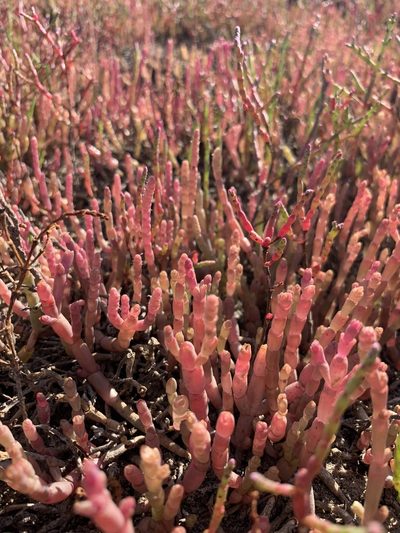 Salicornia meyeriana, photographed by Dave Richardson